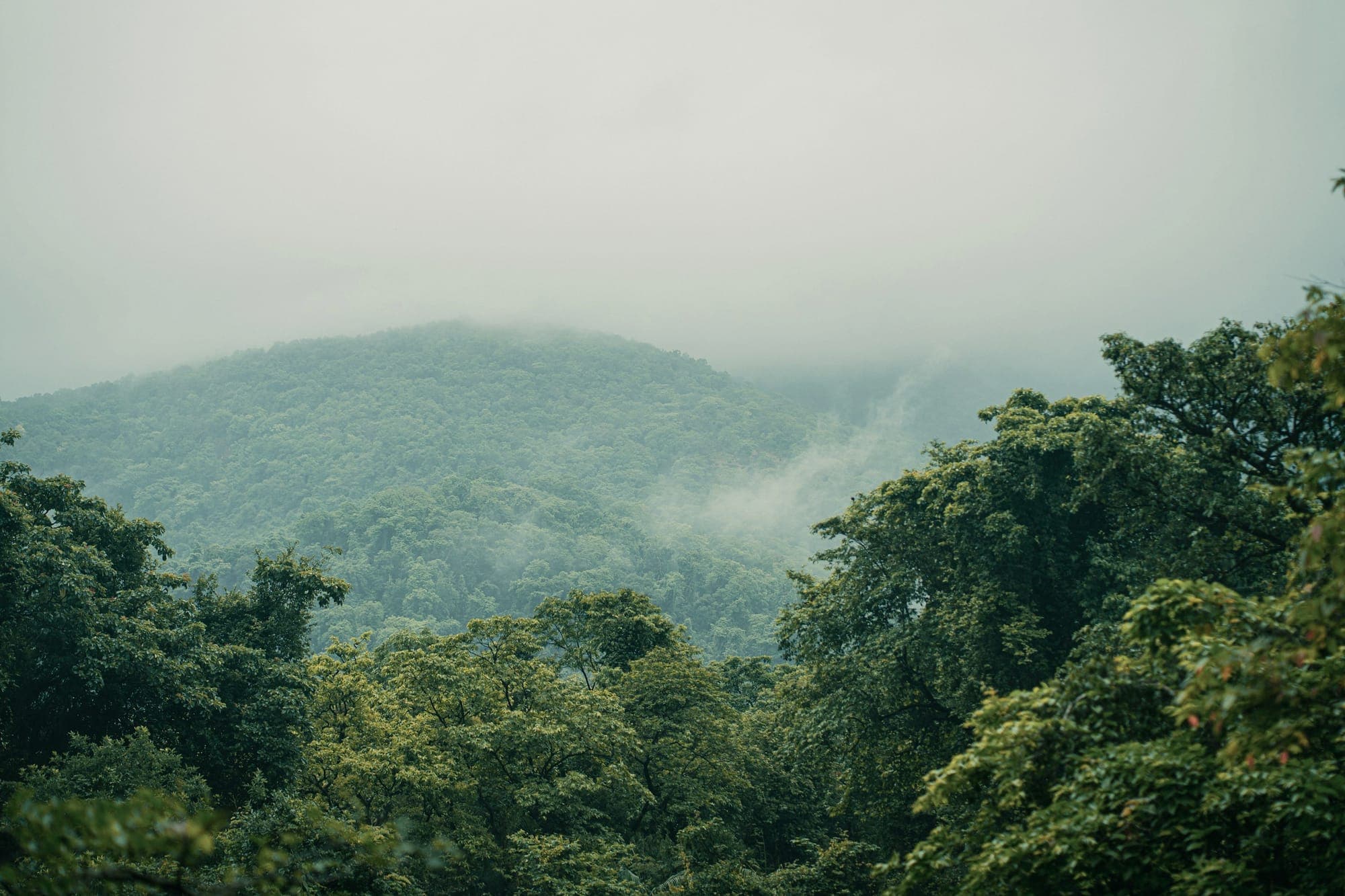Forested hills of the Western Ghats near Dudhsagar, Goa